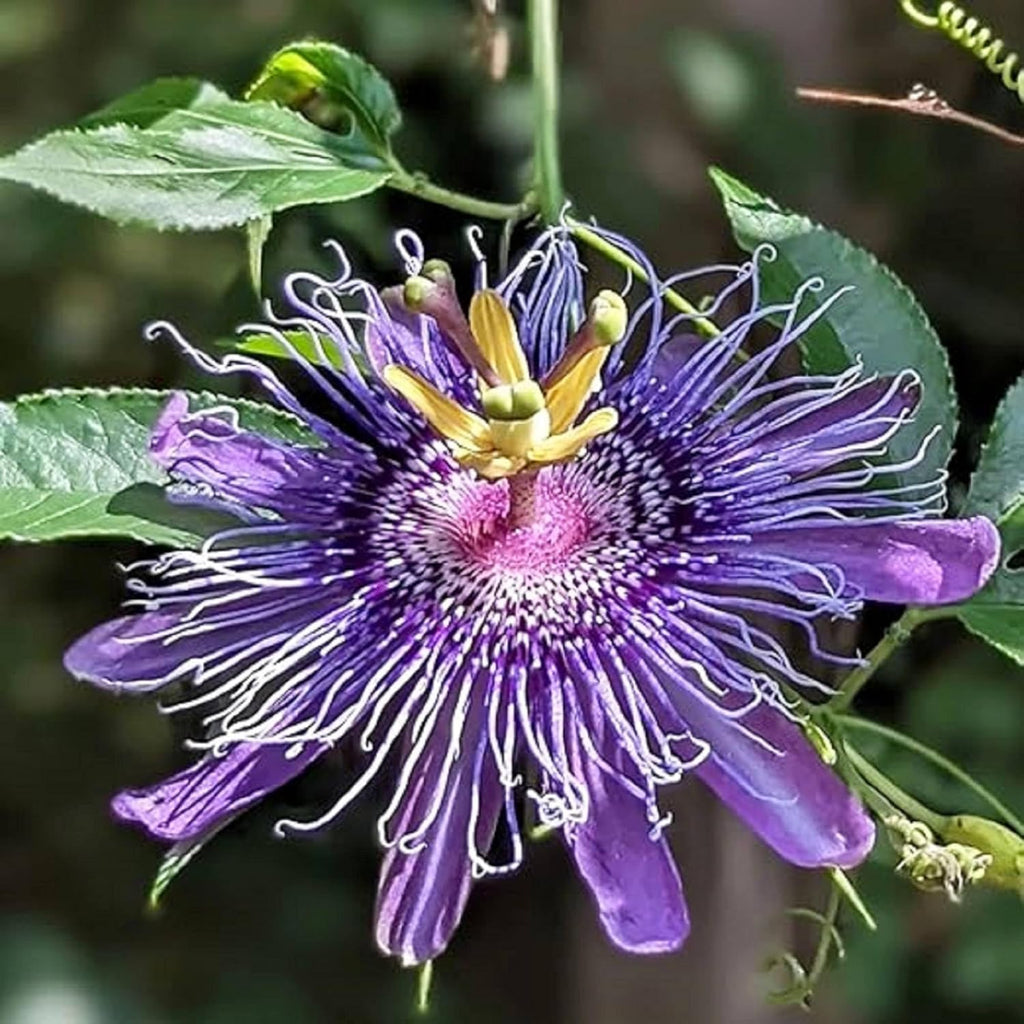 Purple Passion Flower Plant Seeds 10 Seeds X22646