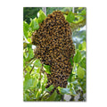 Swarm of Bees Canvas Art M372592