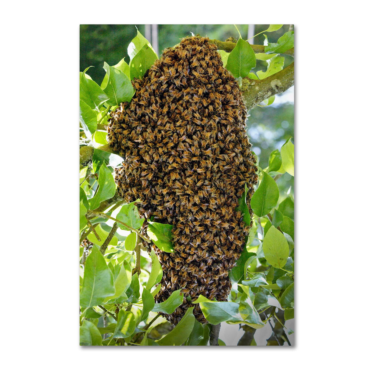 Swarm of Bees Canvas Art M372592