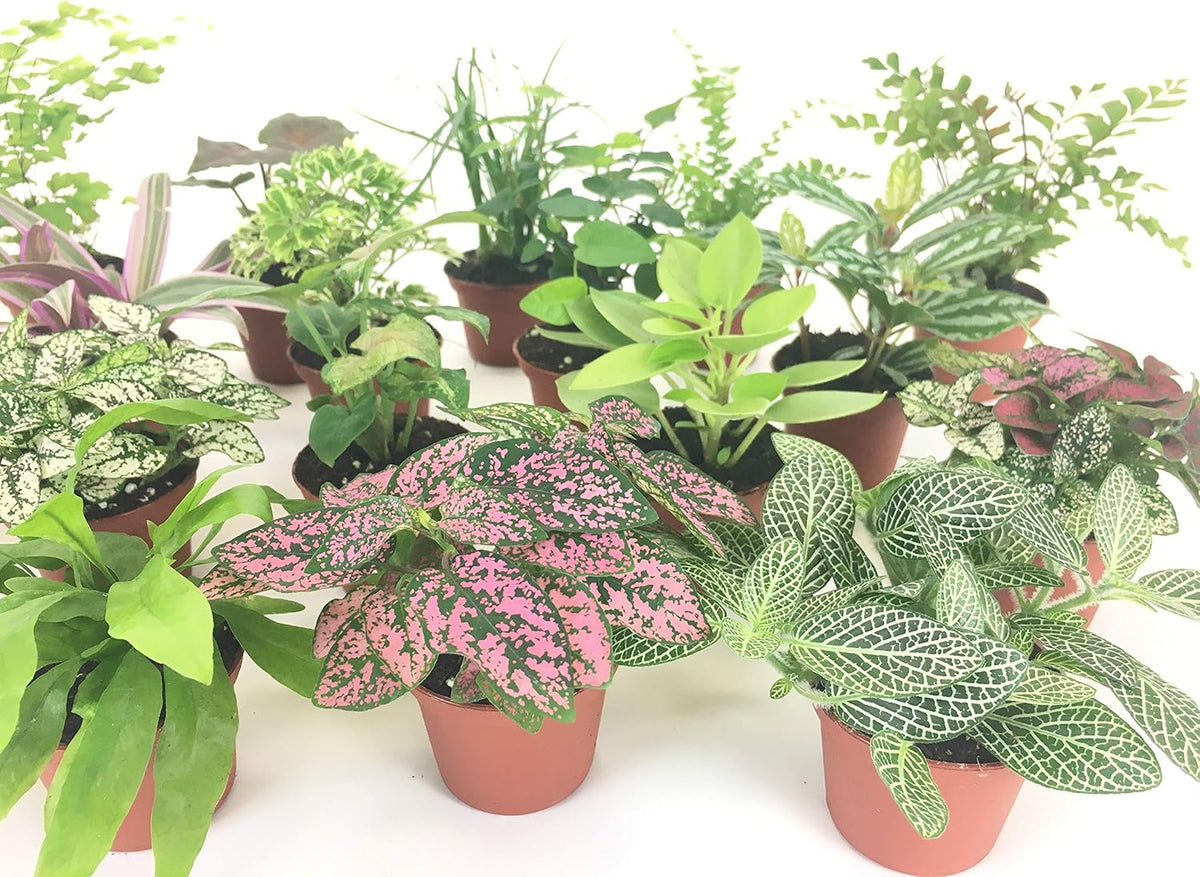 Mini Terrarium Plants (6 Plants) (2" Pots) Assorted Varieties M73843