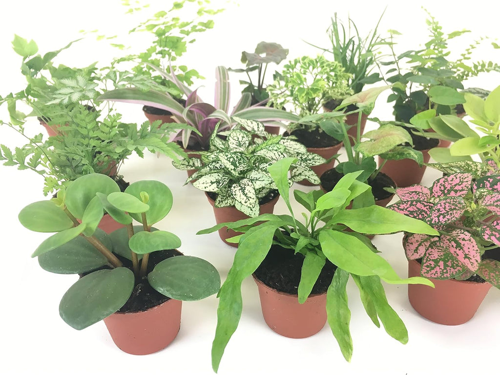 Mini Terrarium Plants (6 Plants) (2" Pots) Assorted Varieties M73843