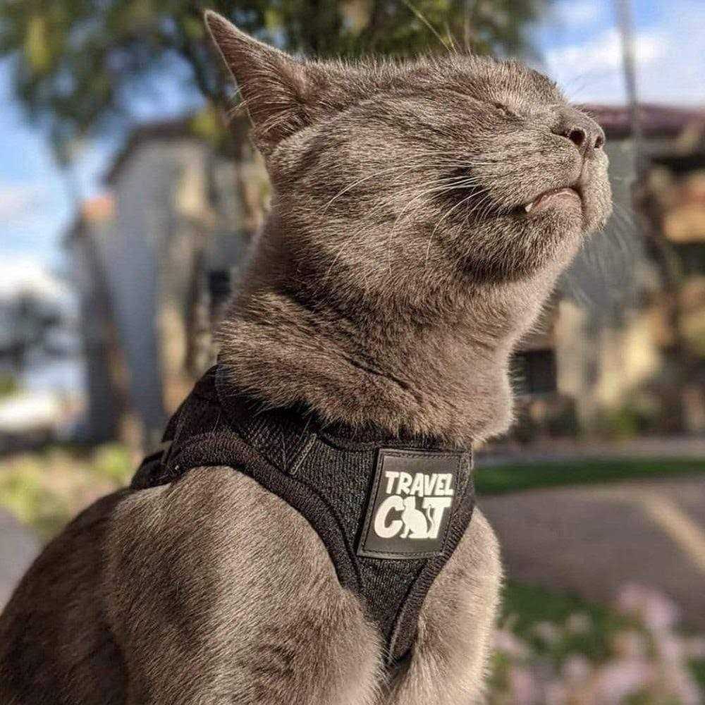 Reflective Cat & Kitten Harness and Leash V46009