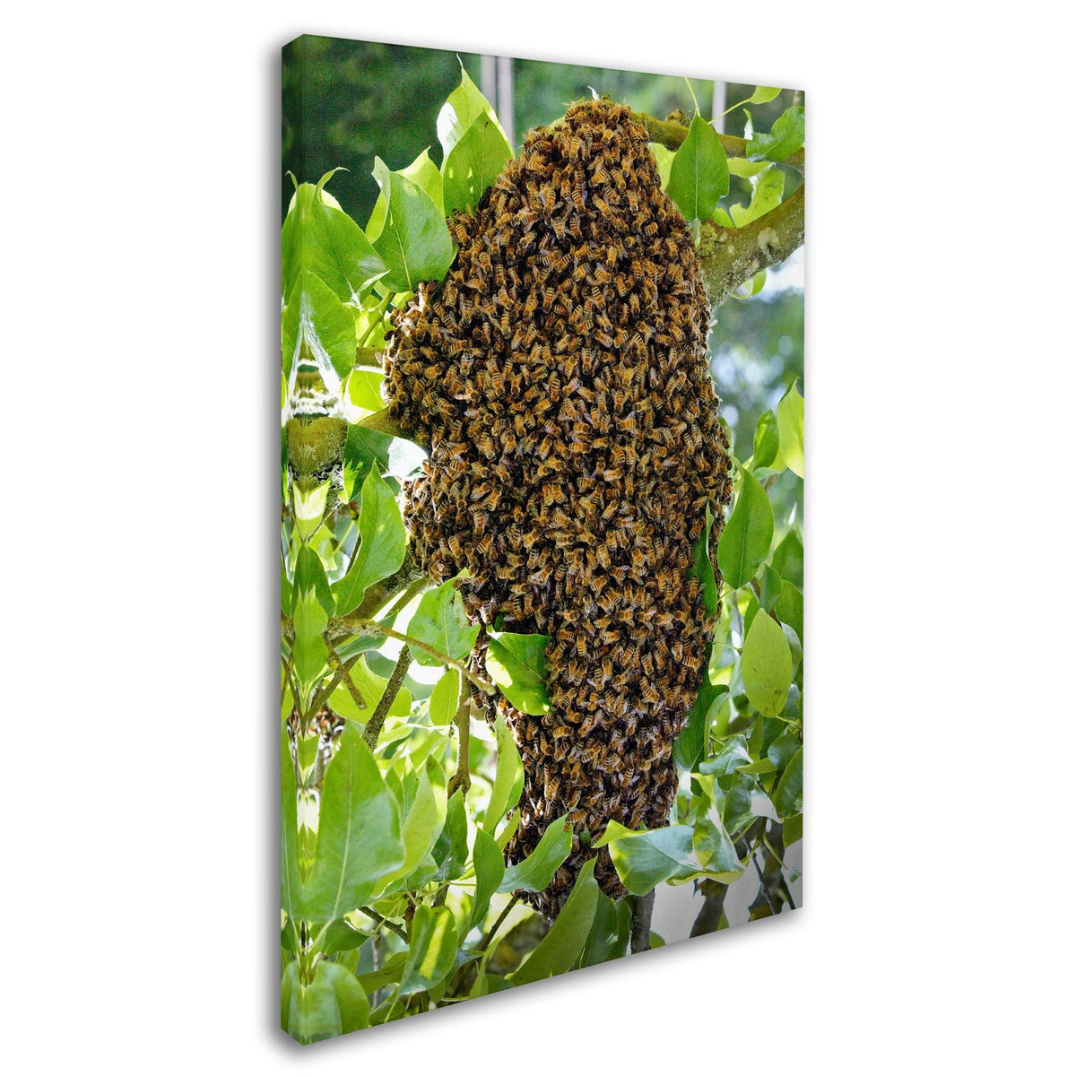 Swarm of Bees Canvas Art M372592