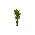 5Ft. Cornstalk Dracaena Plant In Wooden Planter H6393