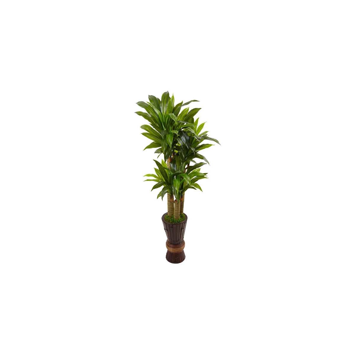 5Ft. Cornstalk Dracaena Plant In Wooden Planter H6393