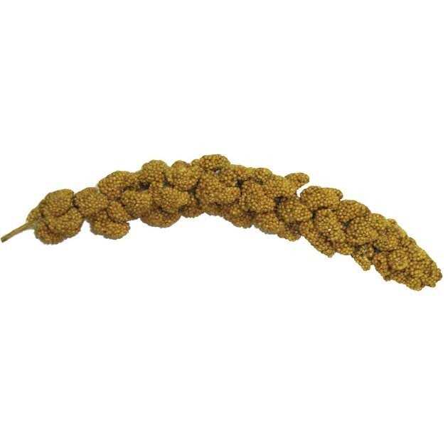 Natural Millet Spray Q28502