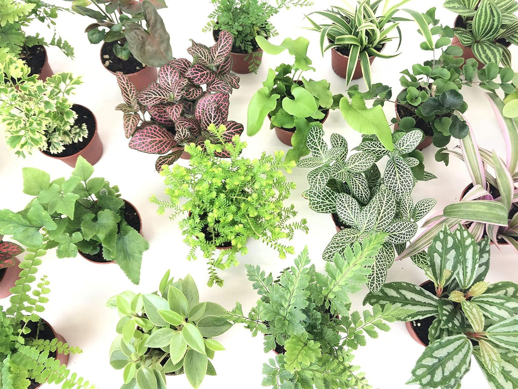 Mini Terrarium Plants (6 Plants) (2" Pots) Assorted Varieties M73843