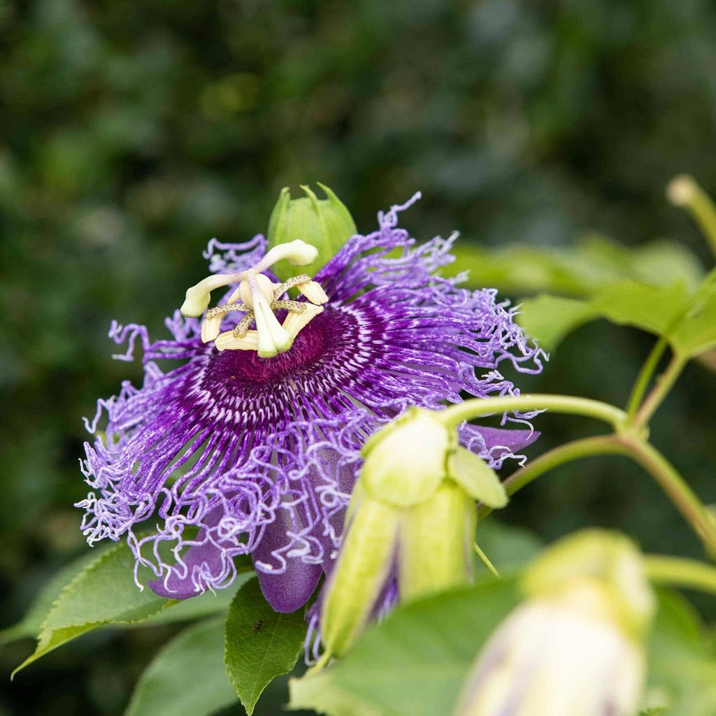 Purple Passion Flower Plant Seeds 10 Seeds X22646