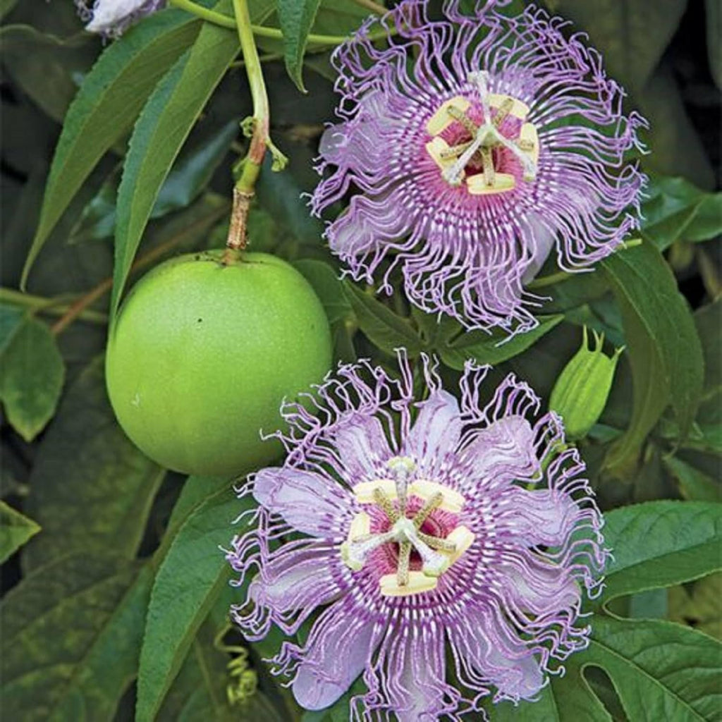 Purple Passion Flower Plant Seeds 10 Seeds X22646