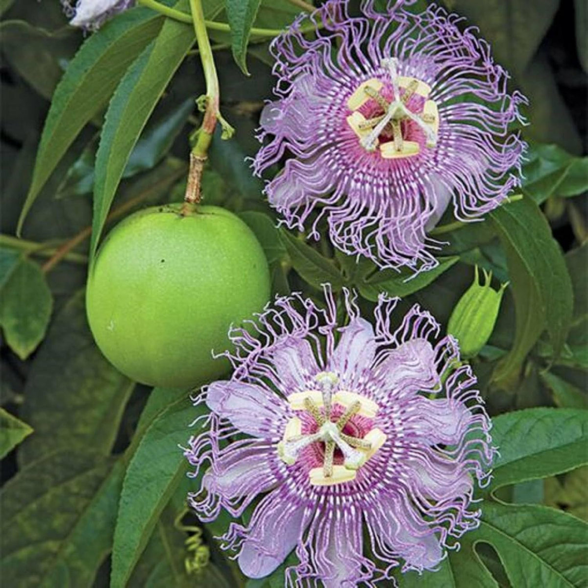 Purple Passion Flower Plant Seeds 10 Seeds X22646
