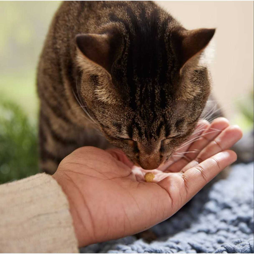 Protein Puffs Cat Treats C3613