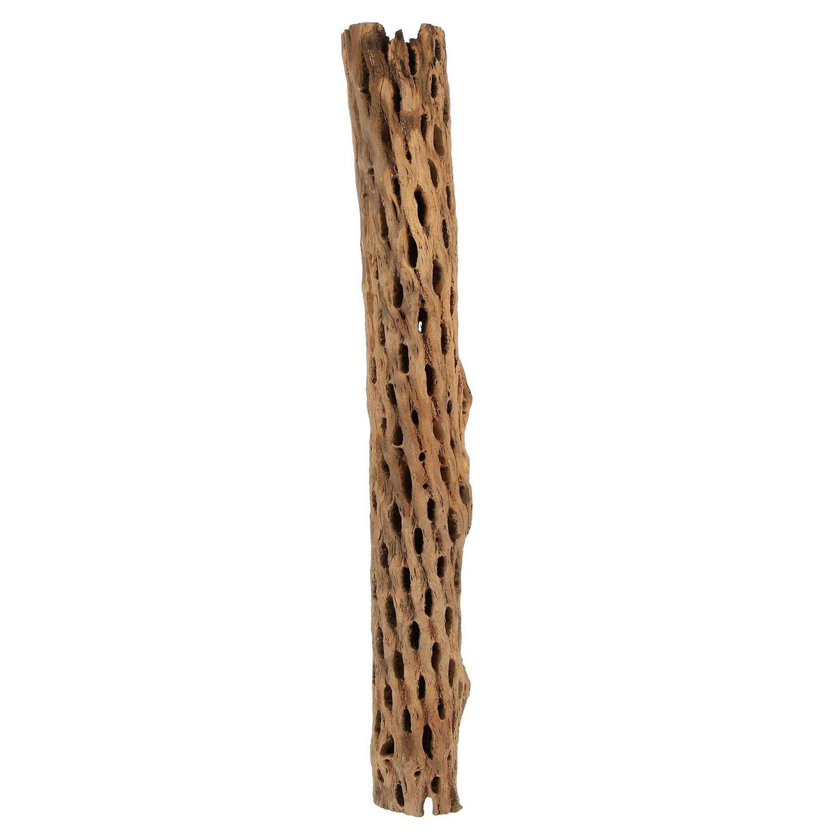 Cholla Wood F98725