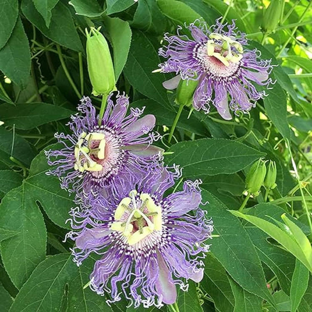 Purple Passion Flower Plant Seeds 10 Seeds X22646