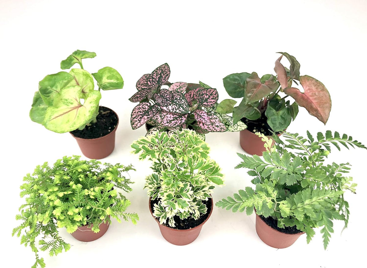 Mini Terrarium Plants (6 Plants) (2" Pots) Assorted Varieties M73843