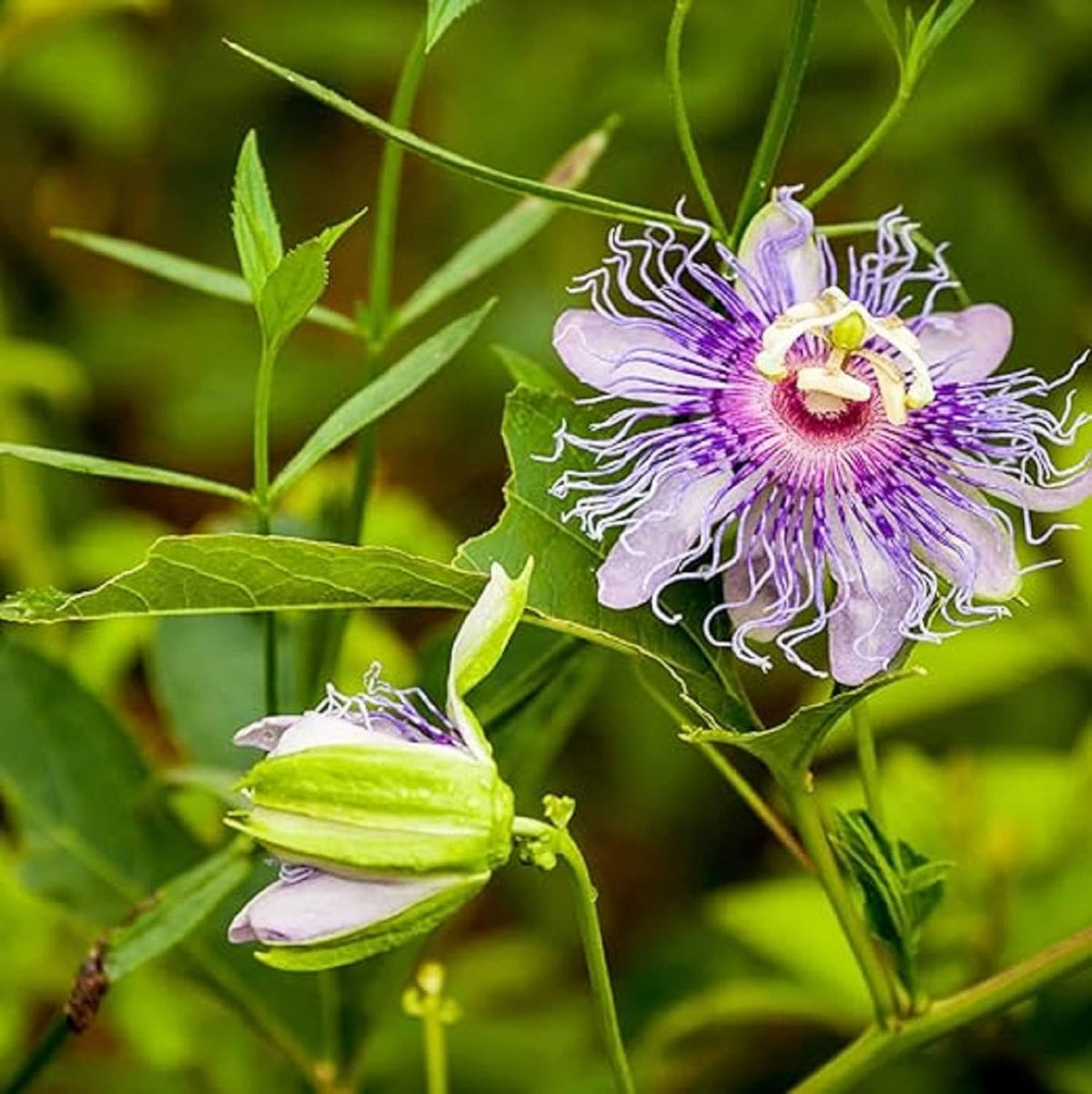 Purple Passion Flower Plant Seeds 10 Seeds X22646