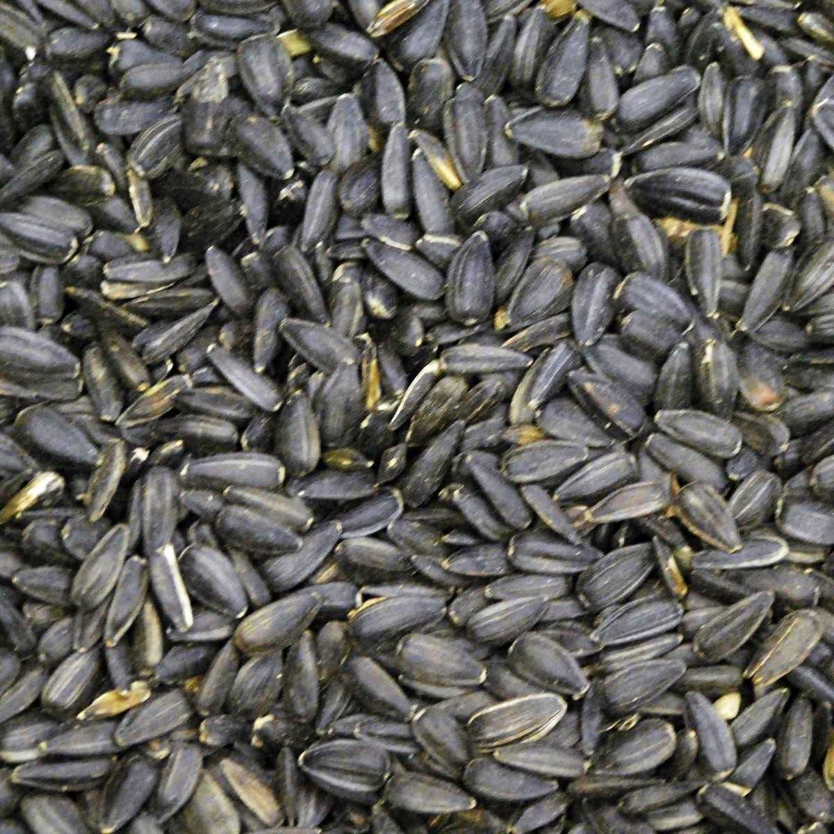 50 lbs Black Oil Sunflower Wild Bird Feed O357