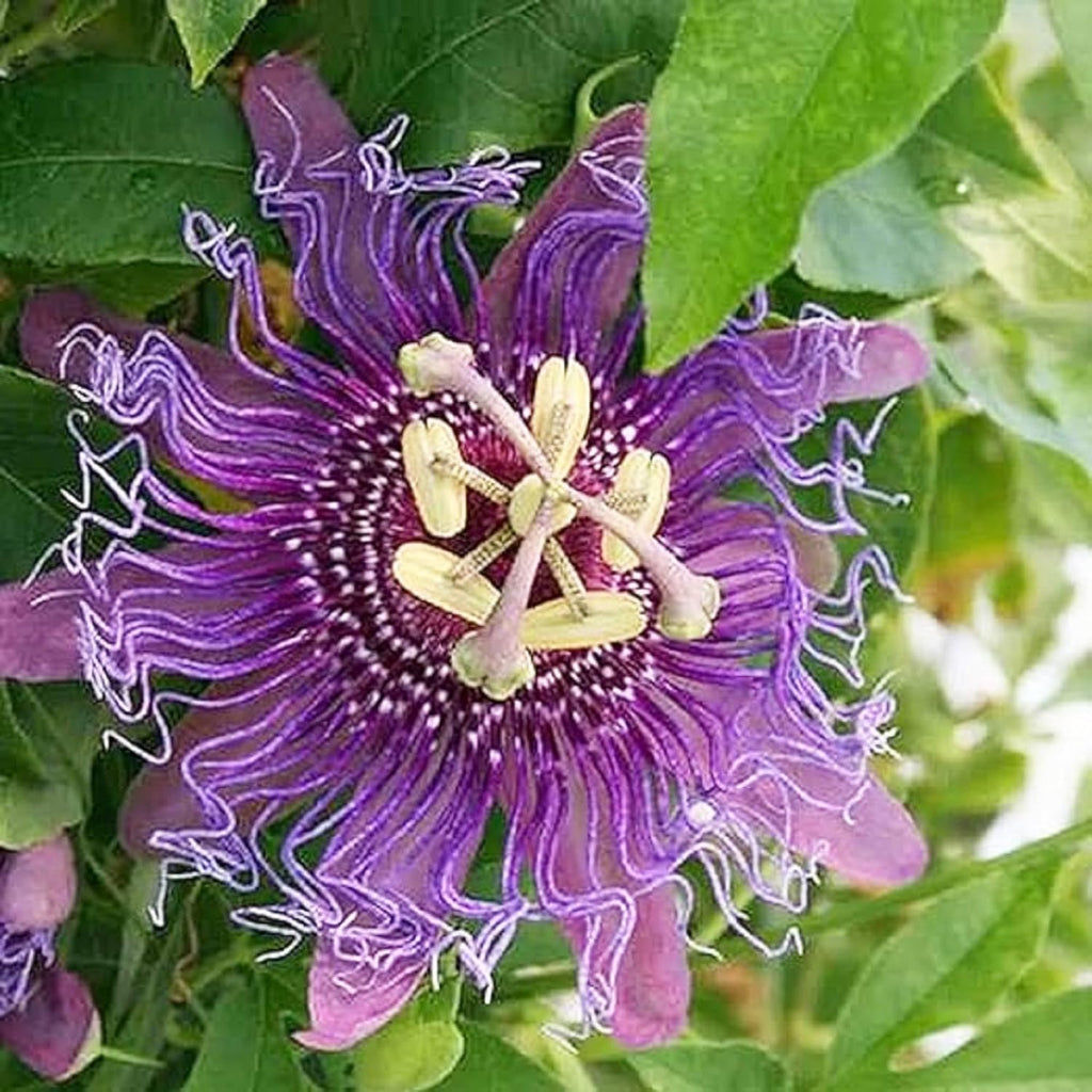 Purple Passion Flower Plant Seeds 10 Seeds X22646