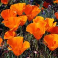 Poppy Seeds 5 lbs R95446