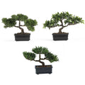 Silk Plant Collection (Set of 3) X700779
