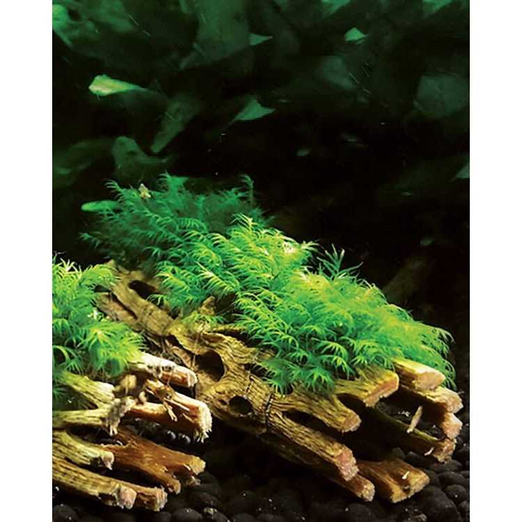 Cholla Wood F98725